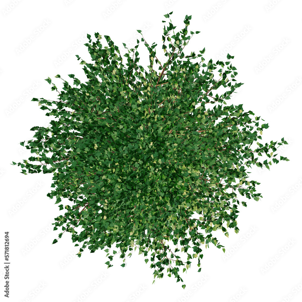 tree, top view for environment landscape project design