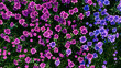 © RocknRoller Studios - Vibrant Summer Background with Multicolored Flowers. Floral Wallpaper with Pink and Purple Roses.