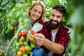 Wall Mural - Friendly team harvesting fresh vegetables from the rooftop greenhouse garden