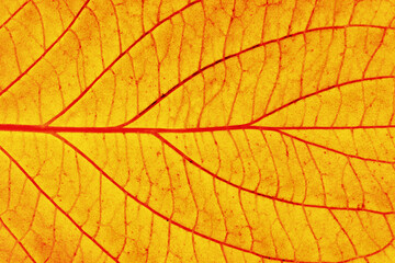 Wall Mural - Golden leaf. Yellow autumn leaf background. Vibrant golden color natural veins texture. Closeup macro orange fall pattern. Natural autumn season texture. Dry, orange leaves.