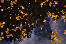 Bright View The Autumn Pond With Orange And Burgundy Leave Floating Maple Leaf