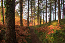 Path Through The Trees At Cwm Ivy Woods On The North Gower Coast In Autumn With Red Bracken.