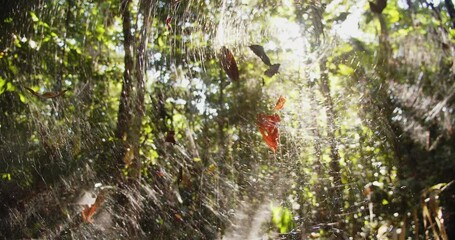 Cinematic shot of communal spider Web through which the sun can be seen shining from the canopy of the rainforest, leaves stuck in the web