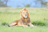 Fototapeta Sawanna - Lion (Panthera leo) male, lying down on savanna, looking up, Masai Mara national reserve, Kenya.