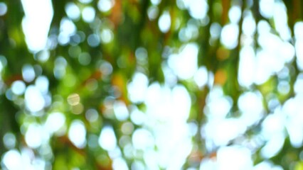 Wall Mural - Blurred tree leaves with sunlight , out door  Chiangmai Thailand