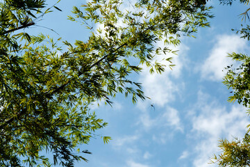 Spider in the web, waiting for its prey against the blue sky