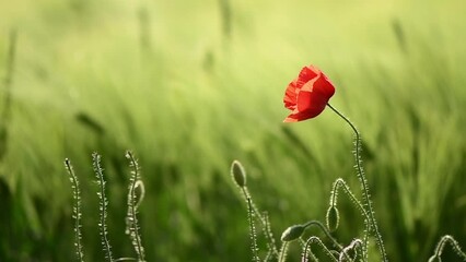 Fotomurales - Papaver rhoeas or red poppy flower in cultivated barley crop field in sunset