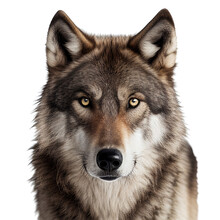 Wolf, Face Shot Isolated On Transparent Background Cutout