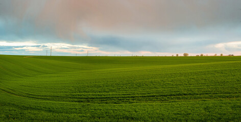 Wall Mural - Panoramic natural landscape with curved line of green grass field and sky with clouds