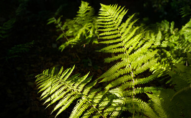 Wall Mural - the glow of warm summer sunlight shining through the tree canopy onto bright green bracken leaves wi