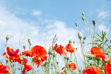 Poster - Red poppy flowers on sunny blue sky, poppies spring blossom, green meadow with flowers