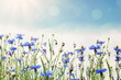 Wild flowers on sunny blue sky, spring meadow with cornflowers