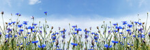 Wild Flowers On Sunny Blue Sky, Spring Meadow With Cornflowers