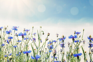 Canvas Print - Wild flowers on sunny blue sky, spring meadow with cornflowers