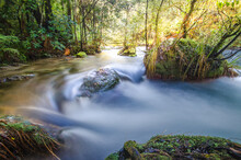 Rapid River Flowing Through Forest