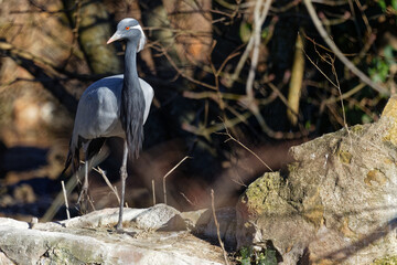 Wall Mural - Demoiselle crane (Grus virgo) in the city park of Lyon