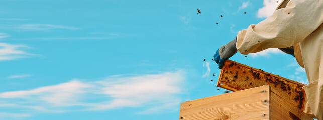 Wall Mural - Banner. A beekeeper in a protective suit and gloves pulls out a honey frame with bees from a wooden hive. Bright blue sky. Beekeeping. Eco apiary in nature. Production and pumping of fresh honey