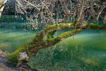 Mossy Tree Over The Creek