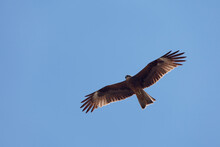 Black Kite Flying In The Sky Of The Orkhon Valley