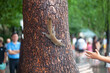 Grey squirrel climbing down a tree to reach the hand of a tourist