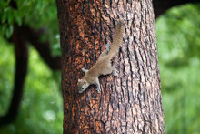 Grey Squirrel Climbing Down A Tree