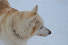 Northern Sled Dog. Red White Siberian Husky With Brown Eyes Portrait In Profile Close-up In Winter Against Background Of White Snow.