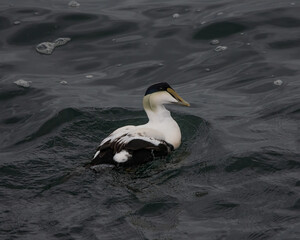 A male common eider in the water.