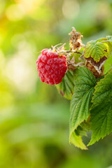 Sticker - Close-up of ripe red raspberry on the branch.