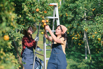 Two asian woman farmer working in organic orange plantation. Happy female farm owner harvesting agriculture product orange into basket