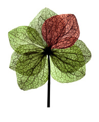 Wall Mural - dry flowers hydrangea close up in the detail isolated on a white background