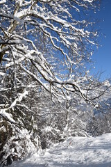 Wall Mural - Winter landscape in the French Alps: snowy trees in the forest