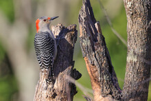 Male Adult Red-bellied Woodpecker Perched On Stump On Sunny Day Against A Blurry Background.. 