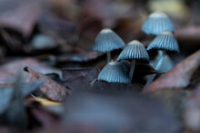 Wild Mushrooms Growing In Nature