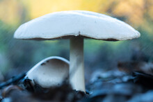 White Mushroom Growing In Forest