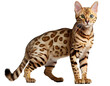 bengal cat isolated on white background. 
Cute cat PNG transparent background