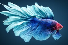 Aggressive Betta Fish With Silvery Blue Scales Isolated On White Background. Generative AI