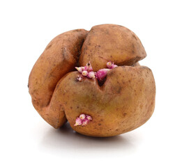 Sticker - One sprouting potato.