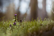 Naturalne tło wczesnowiosennych kwiatów Jasnota Purpurowa (Lamiua Purpureum ) na trawiastej łące
