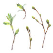 Set of Watercolor spring branches with buds and leaves. Painted by hand.