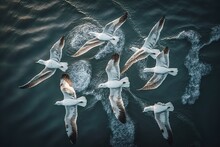 Overhead Drone Shot Of A Group Of White Birds (gulls) Flying Above A Dark Lake On A Sunny Day In Europe (Lithuania). Background For Text, AI Generated