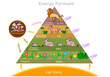 Energy pyramid or ecological,  eltonian, trophic level. Food chain, web. Consumers; primary, secondary, tertiary, decomposers, autotroph. Leon, fox, sneak mouse, sneak, plants. Prey, hunter. Vector