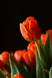 Fototapeta Tulipany - Beautiful red tuips on a dark background, dew on tulip petals, spring flowers, wet flowers. Piękne czerwone tulipany na ciemnym tle, rosa na płatkach tulipanów, wiosenne kwiaty, mokre kwiaty.