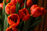 Fototapeta Tulipany - Beautiful red tuips on a dark background, dew on tulip petals, spring flowers, wet flowers. Piękne czerwone tulipany na ciemnym tle, rosa na płatkach tulipanów, wiosenne kwiaty, mokre kwiaty.