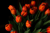 Fototapeta Tulipany - Beautiful red tuips on a dark background, dew on tulip petals, spring flowers, wet flowers. Piękne czerwone tulipany na ciemnym tle, rosa na płatkach tulipanów, wiosenne kwiaty, mokre kwiaty.