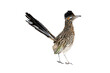Greater Roadrunner (Geococcyx californianus) Photo, on a Transparent Background
