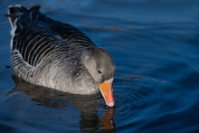 Close-up Of A Wild Greylag Goose Swimming On The Blue Water. The Goose Tilts Its Beak Towards The Water Surface