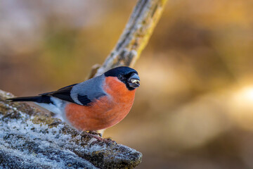 Wall Mural - Bullfinch (Pyrrhula pyrrhula)