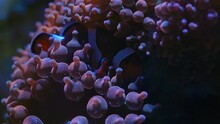 The Symbiosis Of An Ocellaris Clownfish (Amphiprion Ocellaris) And A Bubble-tip Anemone (Entacmaea Quadricolor)