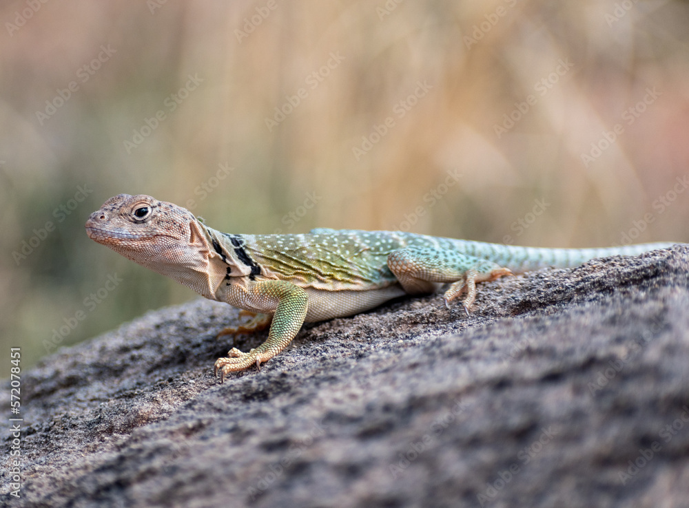 Eastern Collared Lizard (Crotaphytus collaris) sun bathing on a rock at ...