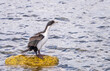 Single Imperial Cormorant seabird on a rock in Punta Arenas in Chile